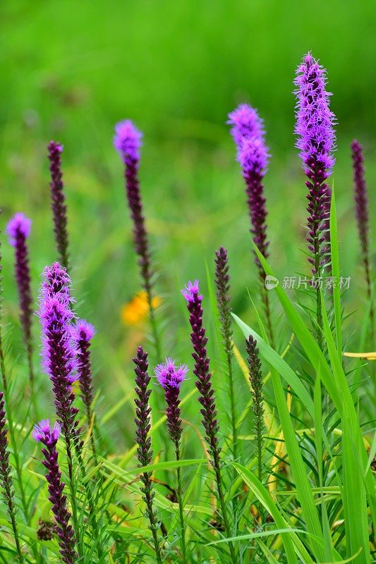 Liatris pycnostachya /炽星